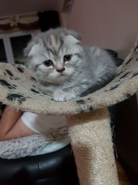  - Pisicute căței și altele