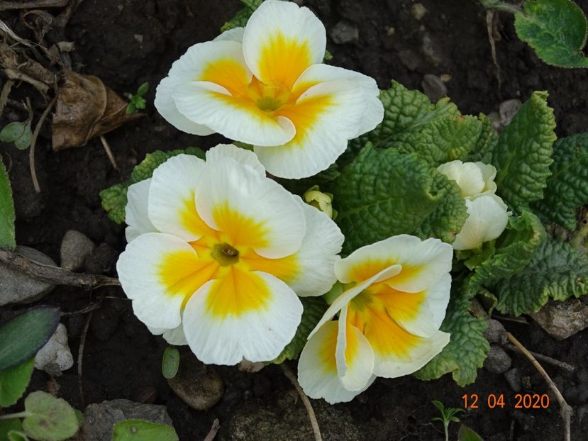 primula acaulis - Primule 2020