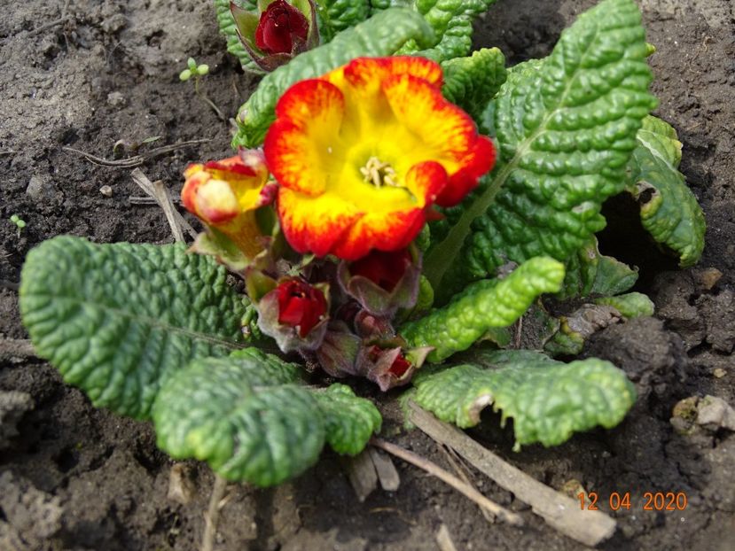 primula acaulis - Primule 2020