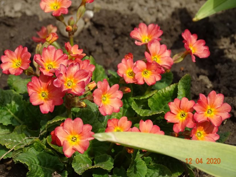Wanda Tomato Red - Primule 2020