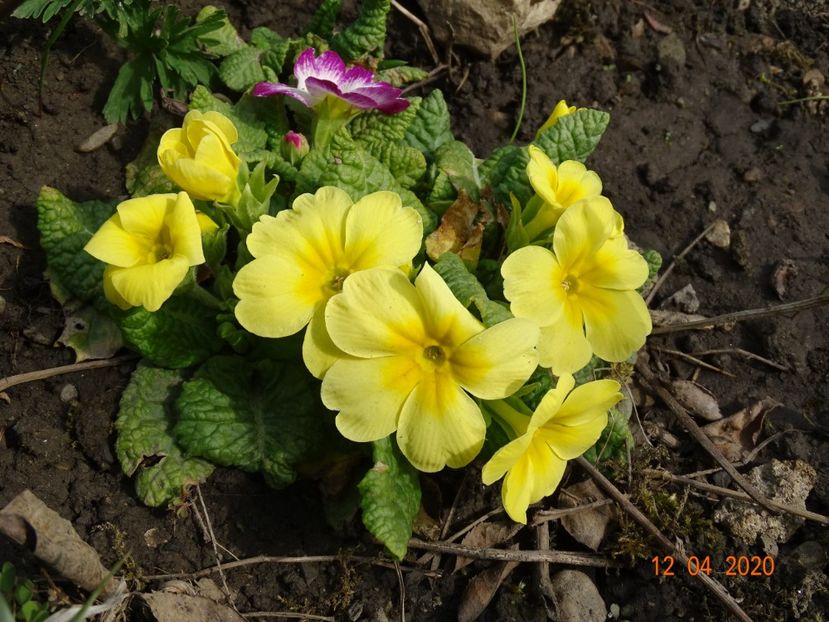 primula acaulis - Primule 2020