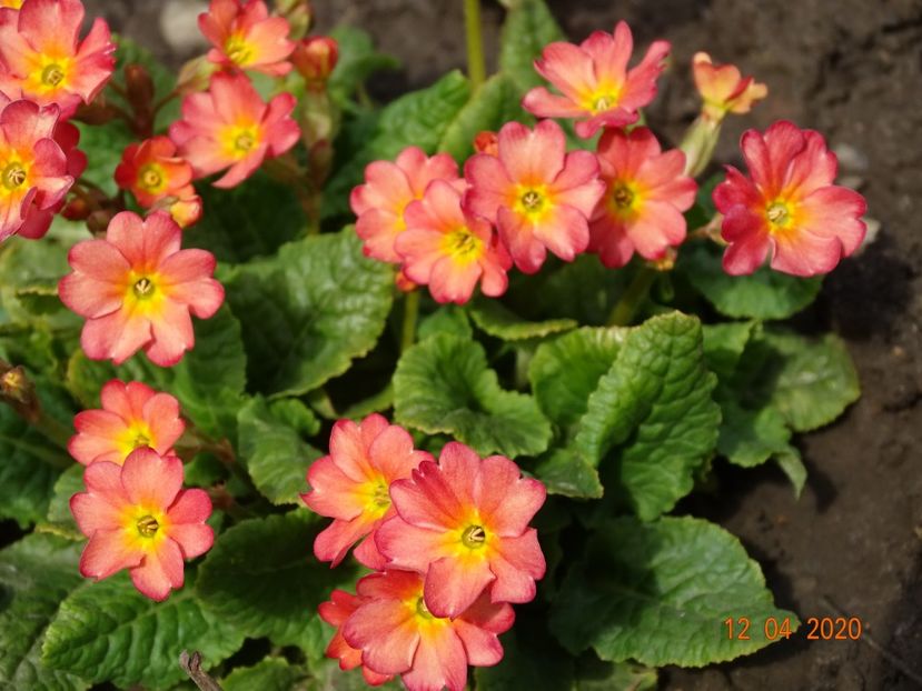 Wanda Tomato Red - Primule 2020