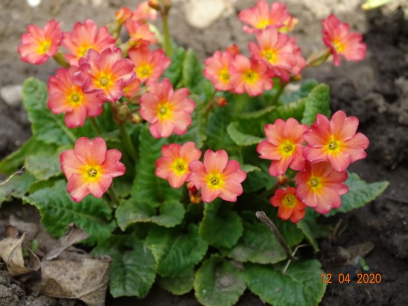 Wanda Tomato Red - Primule 2020