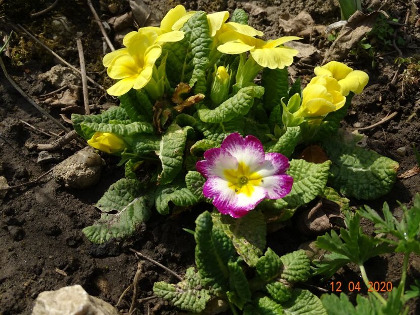 primula acaulis - Primule 2020