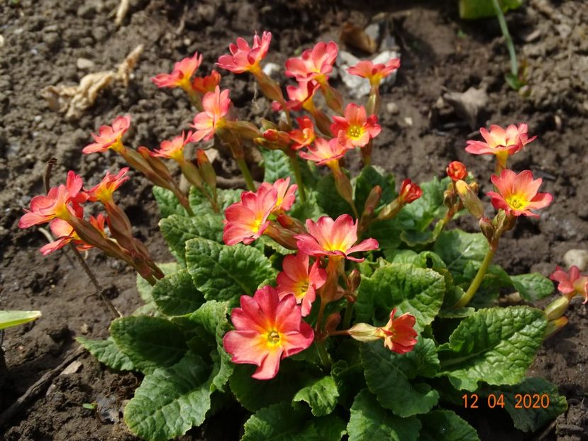 Wanda Tomato Red - Primule 2020