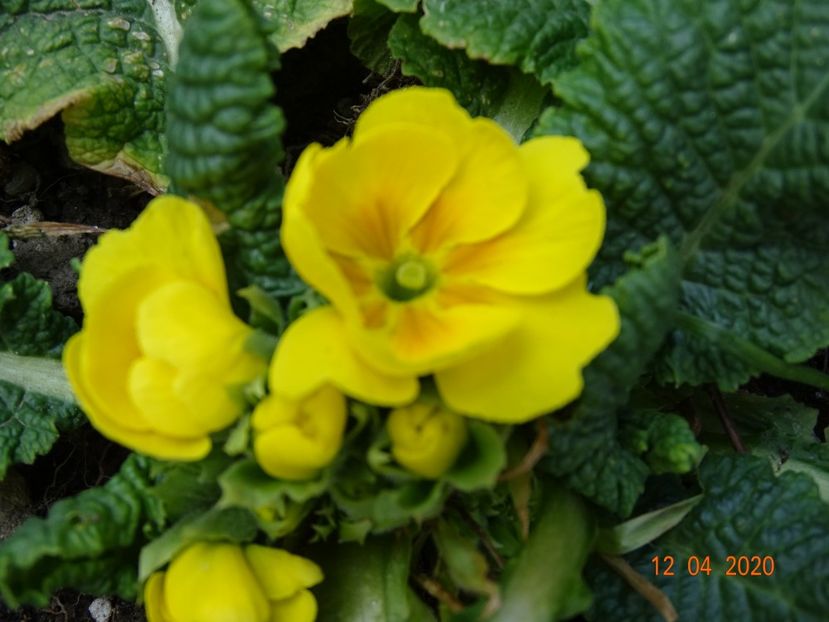 primula acaulis - Primule 2020