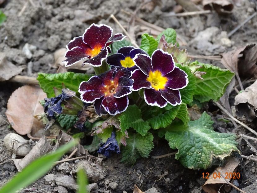 primula acaulis - Primule 2020