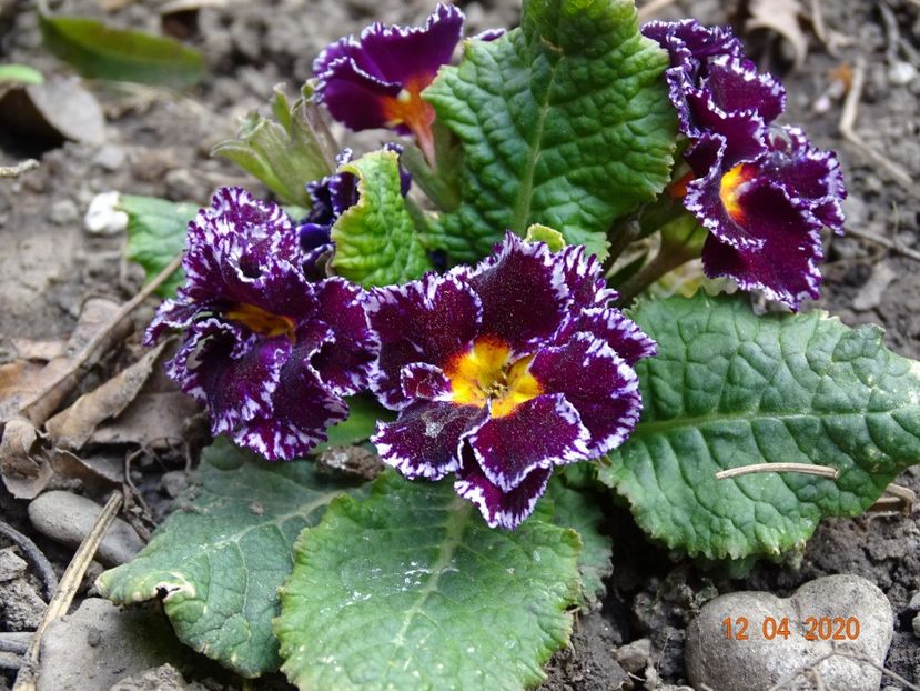 primula acaulis - Primule 2020
