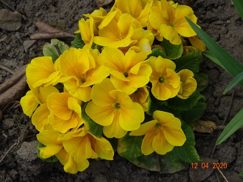 primula acaulis - Primule 2020