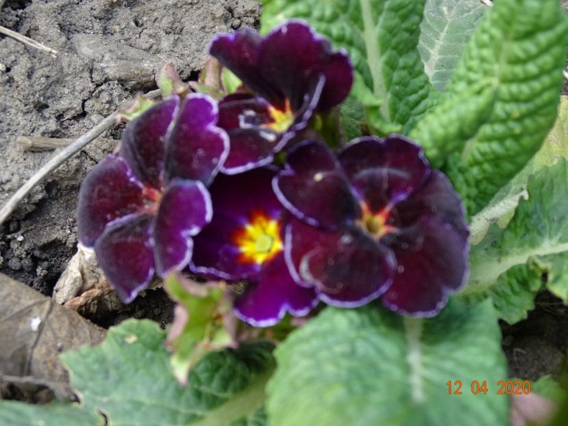 primula acaulis - Primule 2020
