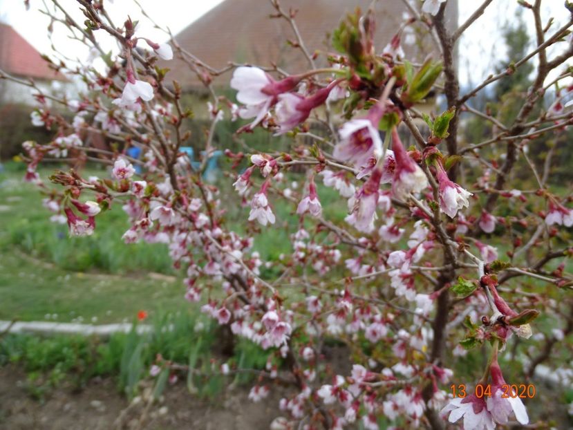  - Copacei si arbusti 2020