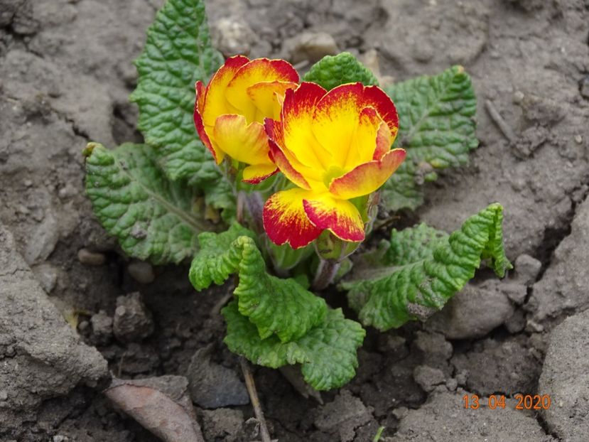 primula acaulis - Primule 2020