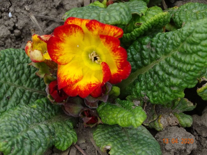 primula acaulis - Primule 2020