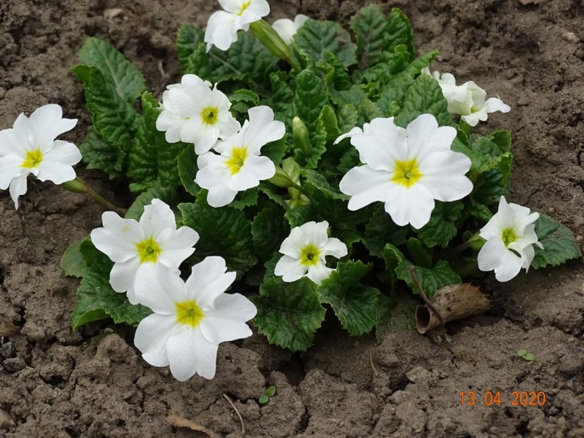 White Wanda - Primule 2020