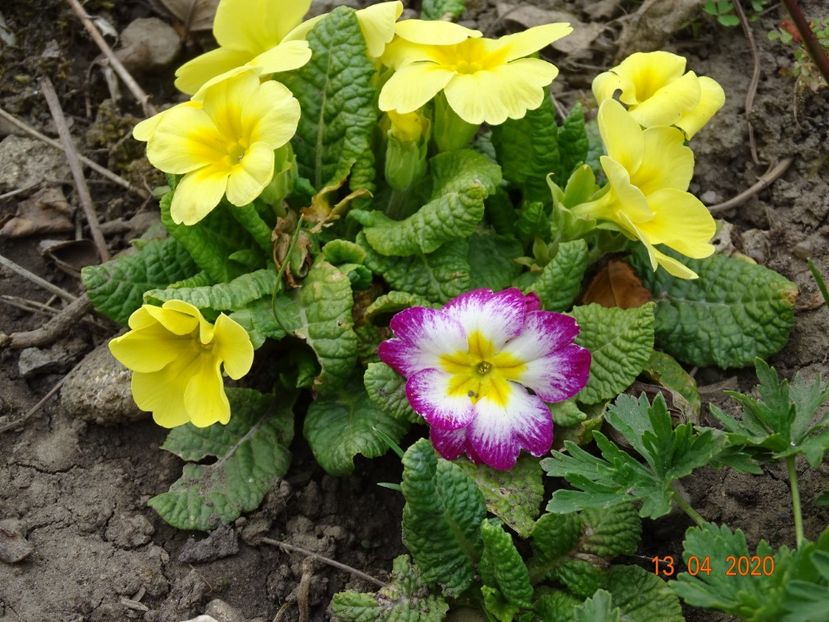 primula acaulis - Primule 2020