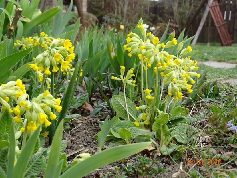 primula veris - Primule 2020