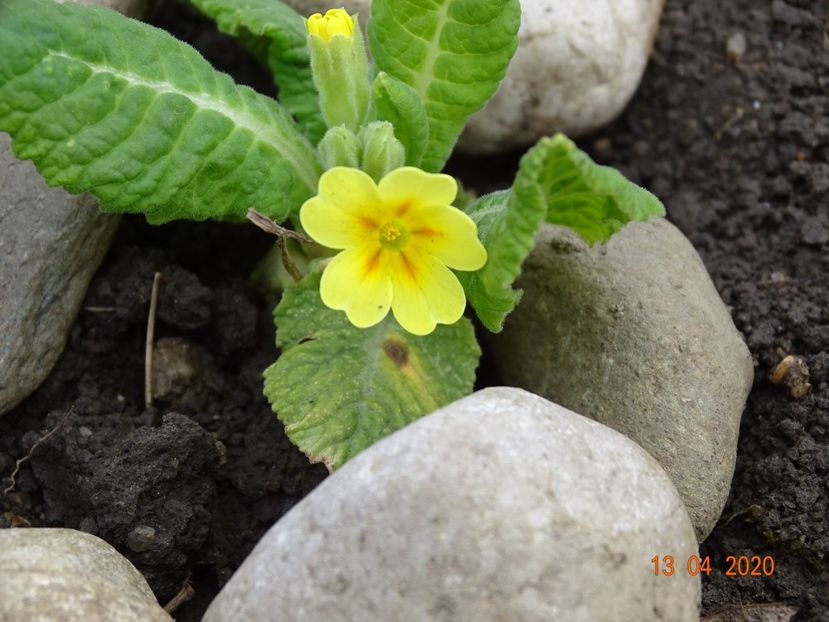 seedling primula veris - Primule 2020