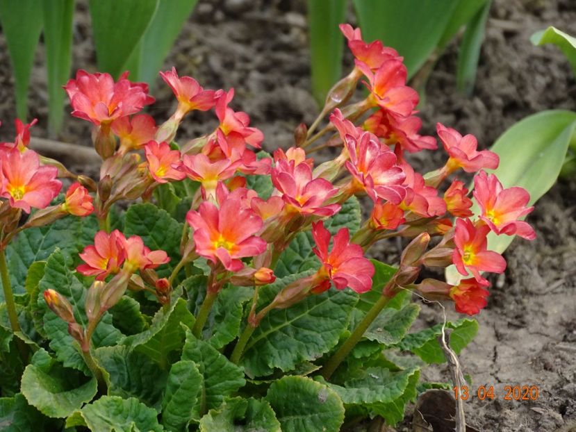 Wanda Tomato Red - Primule 2020