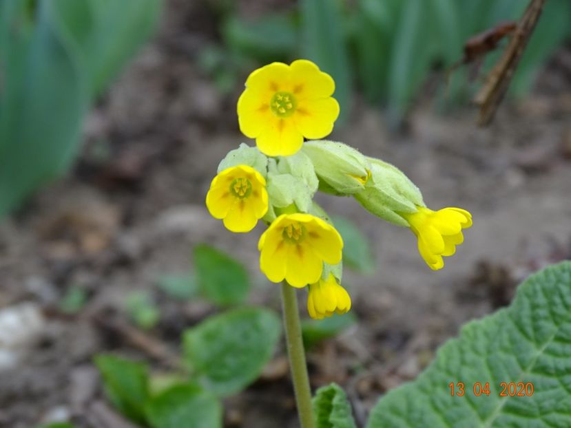 primula veris - Primule 2020