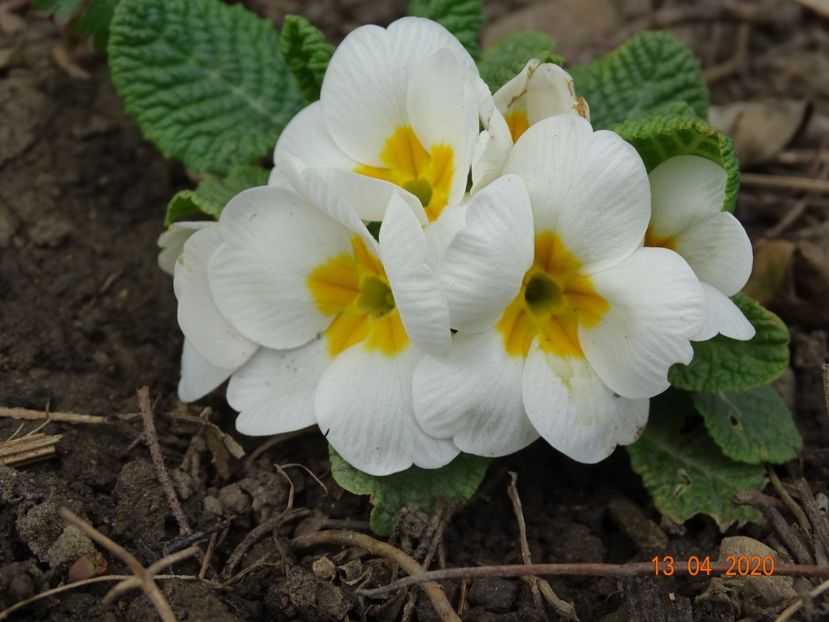 primula acaulis - Primule 2020
