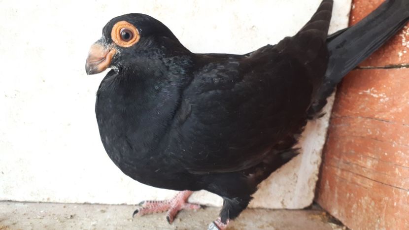 Vîndut - J2 _ tineret 2020