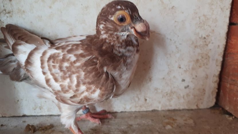 M - J2 _ tineret 2020