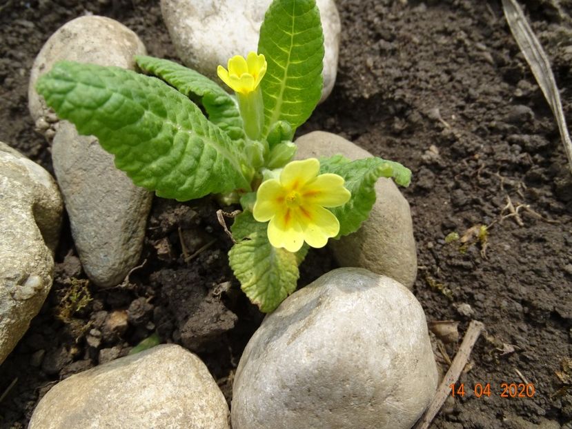 seedling primula veris - Primule 2020