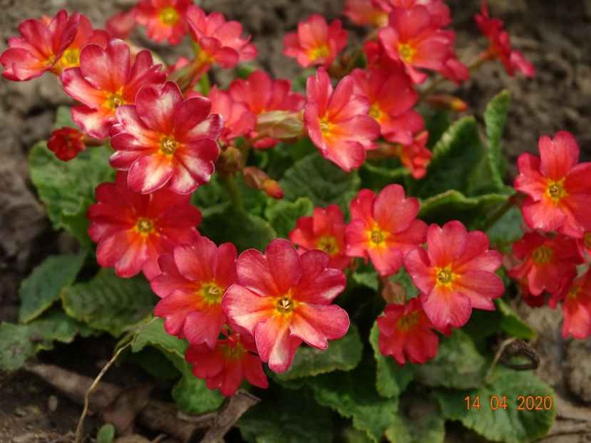 Wanda Tomato Red - Primule 2020