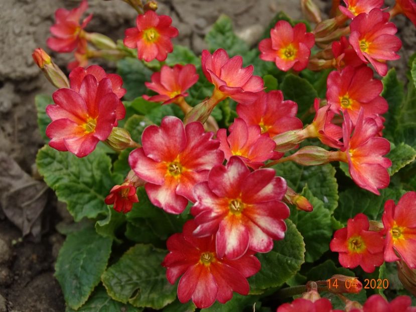 Wanda Tomato Red - Primule 2020