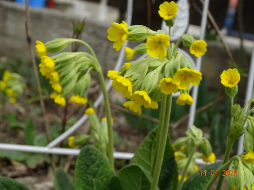 primula veris - Primule 2020