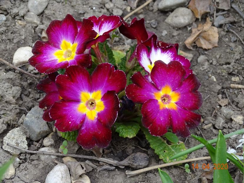 primula acaulis - Primule 2020