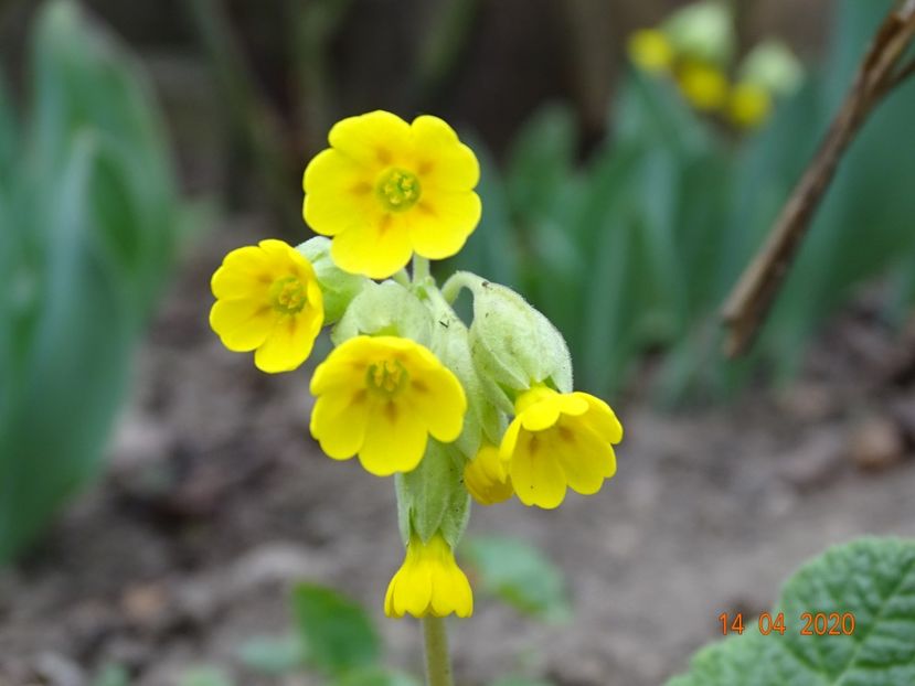 primula veris - Primule 2020
