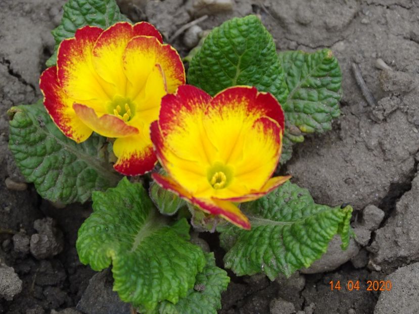 primula acaulis - Primule 2020