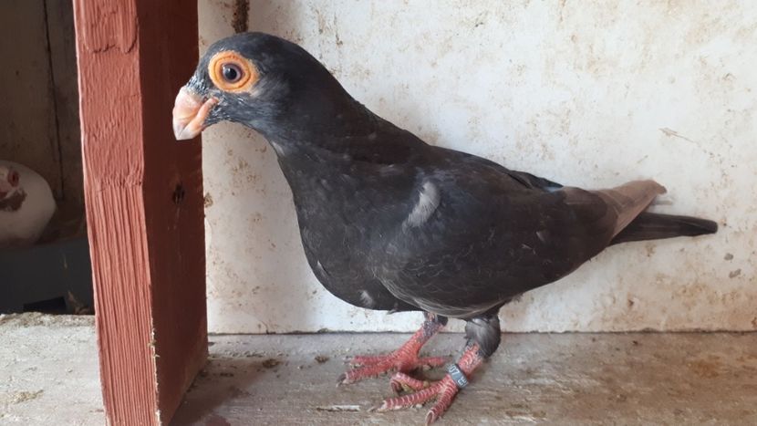 F vîndută - J2 _ tineret 2020