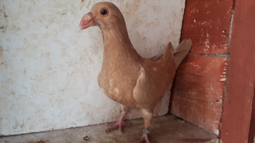 F vîndută - J2 _ tineret 2020