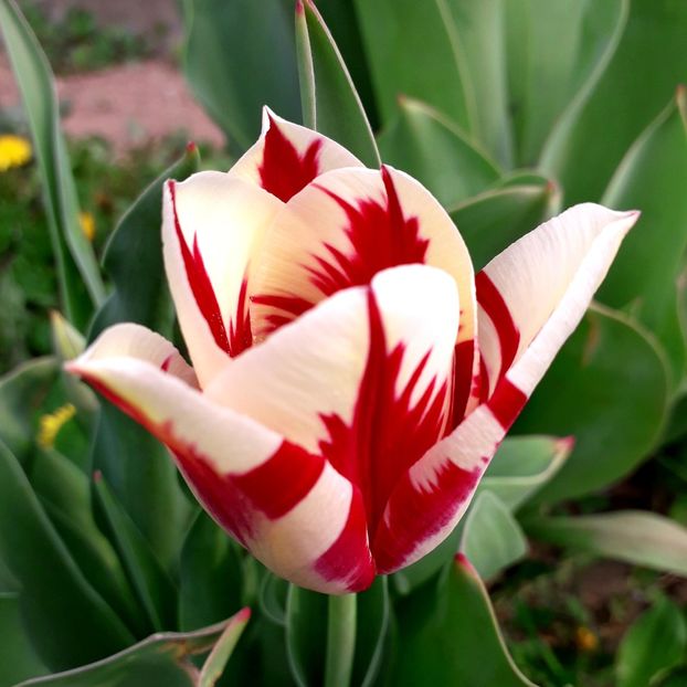  - AAAA_LALELE 2019_2020_2022_2023