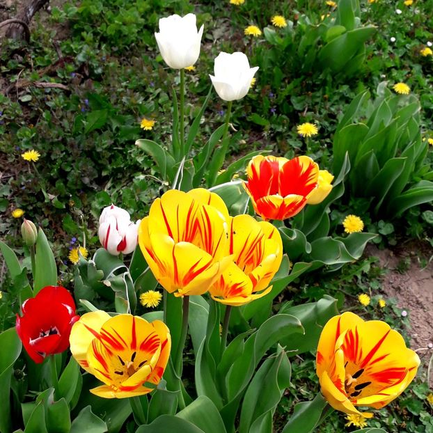  - AAAA_LALELE 2019_2020_2022_2023