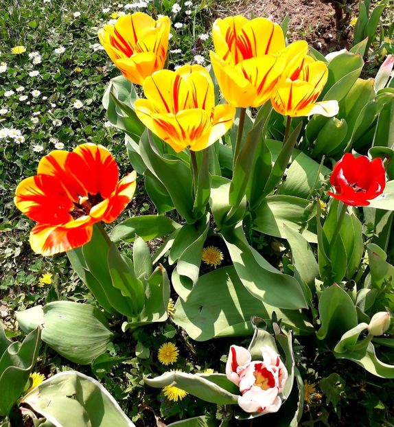  - AAAA_LALELE 2019_2020_2022_2023