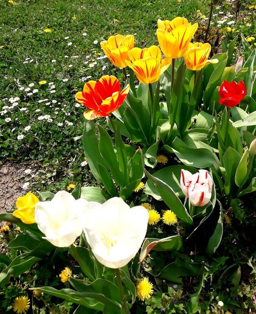  - AAAA_LALELE 2019_2020_2022_2023