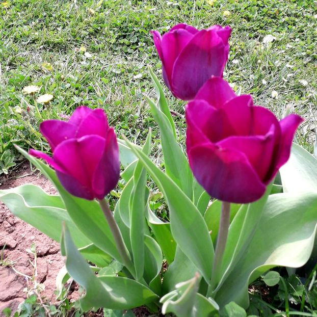  - AAAA_LALELE 2019_2020_2022_2023