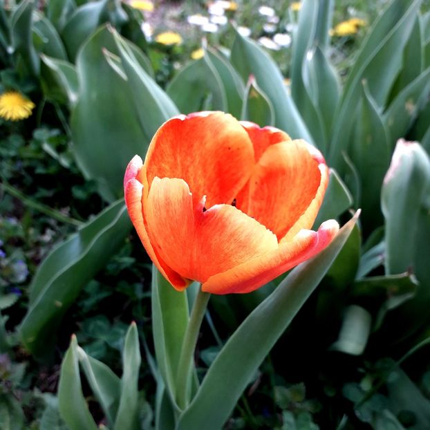  - AAAA_LALELE 2019_2020_2022_2023