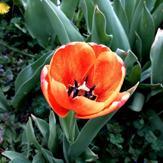  - AAAA_LALELE 2019_2020_2022_2023