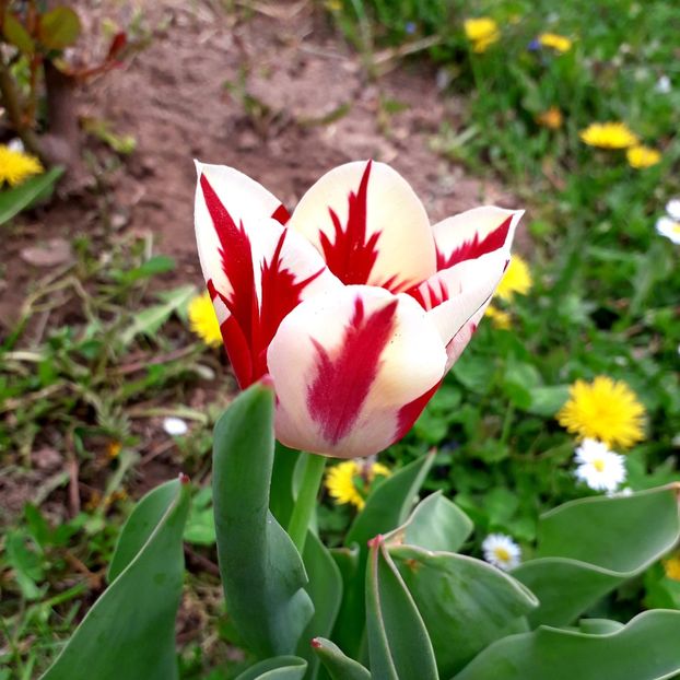  - AAAA_LALELE 2019_2020_2022_2023