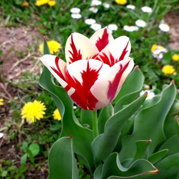  - AAAA_LALELE 2019_2020_2022_2023