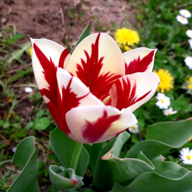  - AAAA_LALELE 2019_2020_2022_2023