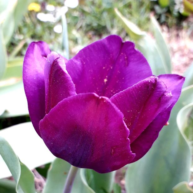  - AAAA_LALELE 2019_2020_2022_2023