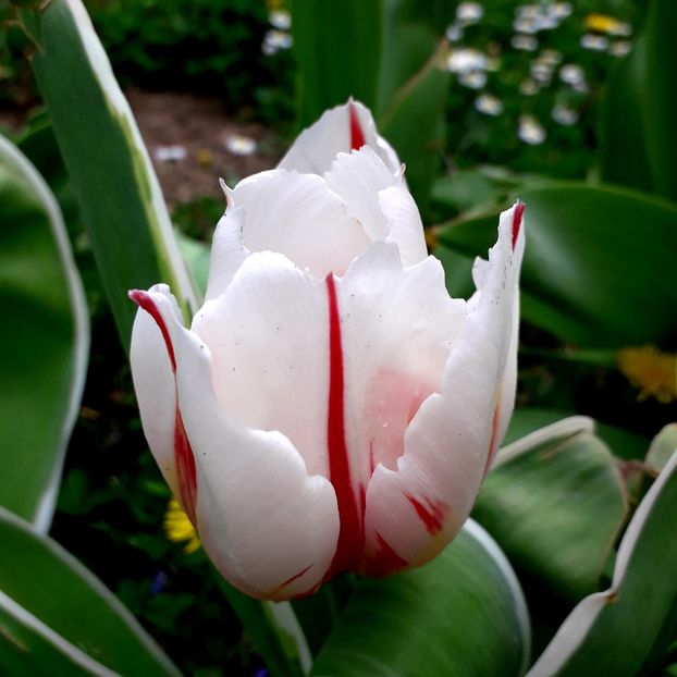  - AAAA_LALELE 2019_2020_2022_2023