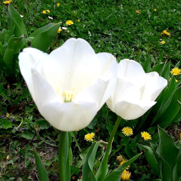  - AAAA_LALELE 2019_2020_2022_2023