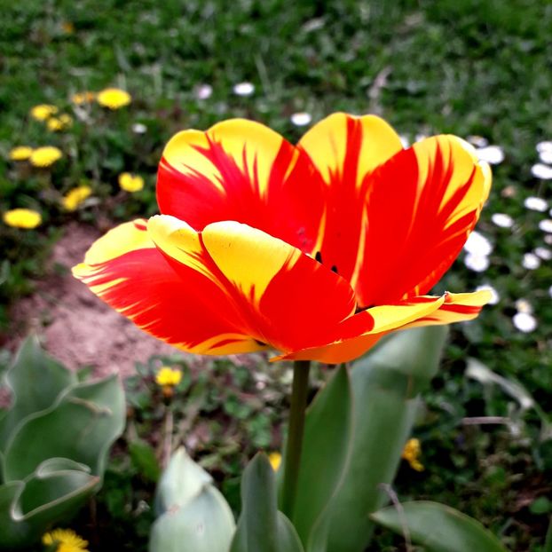  - AAAA_LALELE 2019_2020_2022_2023