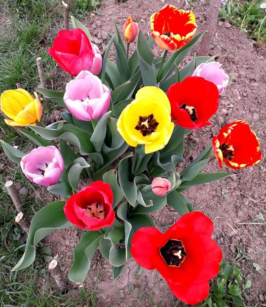  - AAAA_LALELE 2019_2020_2022_2023